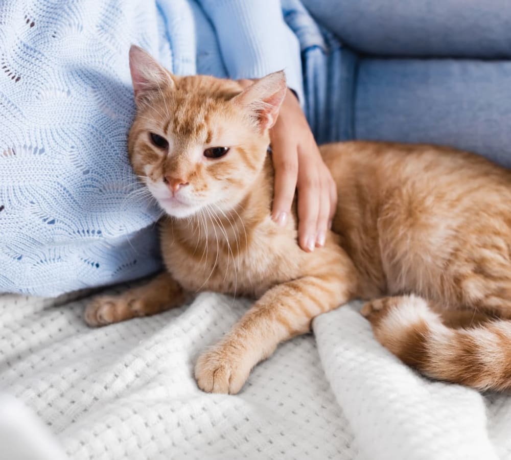 Welcome to Our Feline-Dedicated Veterinary Hospital